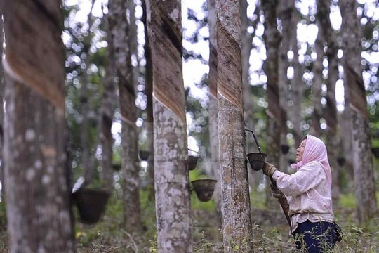Malaysia boosts aid to help farmers expand rubber cultivation areas