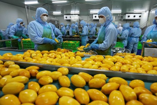 Vietnam’s fruit sector reaches new milestones