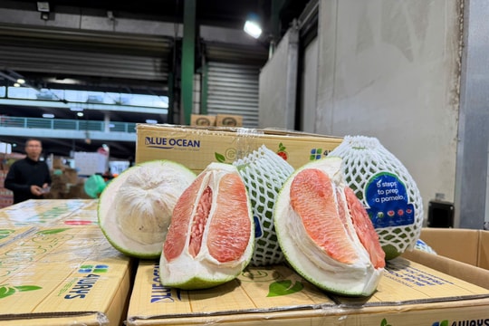 Bưởi Việt Nam chính thức có mặt tại thị trường Australia