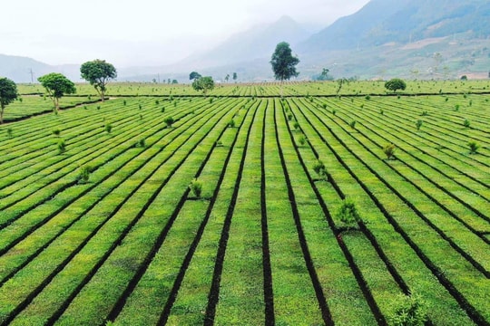 Phát triển nông nghiệp xanh gắn với lợi thế bản địa và dược liệu