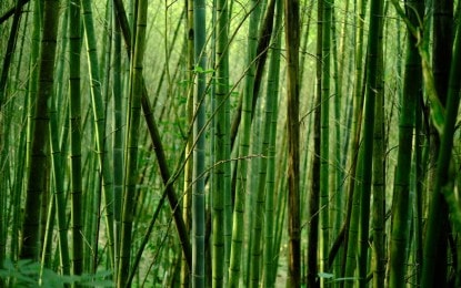 Philippines seeks 500 million USD for engineered bamboo development