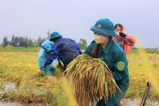 Hà Tĩnh: Khẩn trương giúp dân thu hoạch lúa bị đổ ngã do mưa giông