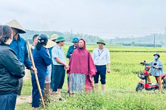 Nghệ An huy động tổng lực ứng phó, giảm thiểu thiệt hại lúa xuân