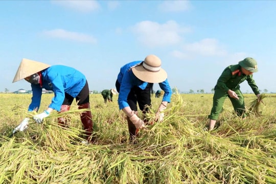 Lúa đổ sau mưa giông, công an “chạy đua” cùng nông dân cứu mùa