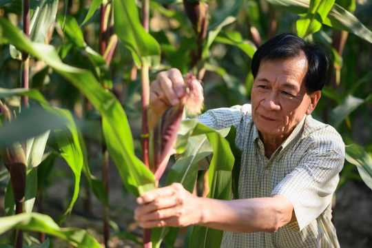 Cây trồng công nghệ sinh học tiếp tục mở rộng trên toàn cầu