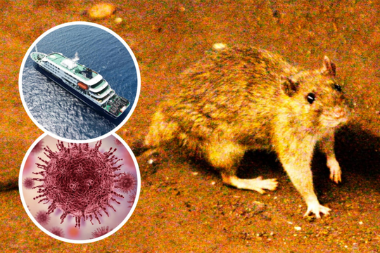 Hiểu về hantavirus: Hiếm gặp nhưng dai dẳng, chưa có thuốc điều trị