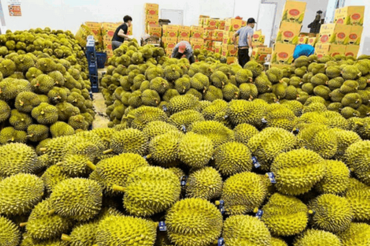 Tháo gỡ khó khăn trong kiểm nghiệm nhằm thúc đẩy xuất khẩu sầu riêng và nông sản