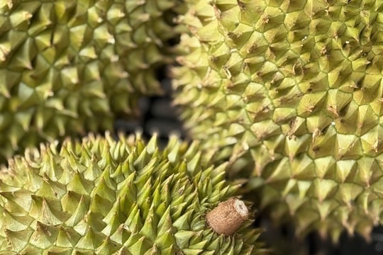 Thailand tightens durian quality for exports