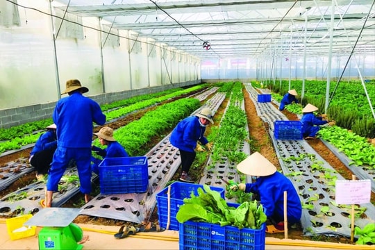 Đặt mục tiêu đào tạo nghề nông nghiệp cho 1.680 lao động nông thôn