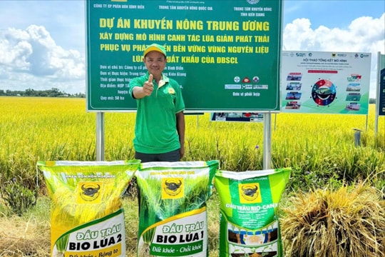 Đầu Trâu Bio-Canxi: Giải pháp canh tác lúa gạo bền vững