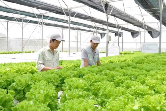 TP. Hồ Chí Minh: Ứng dụng công nghệ cao vào sản xuất nông nghiệp