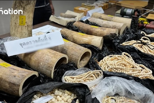 Thailand busts largest ivory smuggling ring in a decade