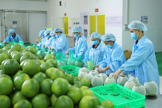 Thêm dư địa xuất khẩu cho ngành hàng bưởi, chanh Việt Nam