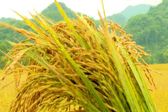 Mùa vàng no ấm nơi biên viễn Hướng Lập - Quảng Trị
