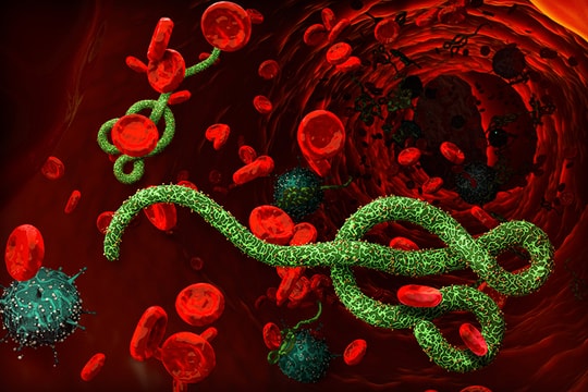 Dịch Ebola, Bộ Y tế khuyến cáo người dân không hoang mang