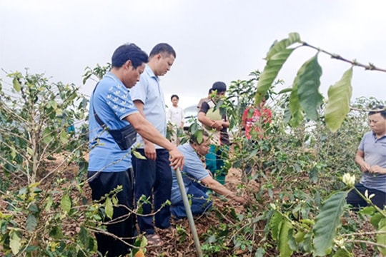 Mở đường, dẫn vốn cho nông, lâm nghiệp Chiềng Khoong