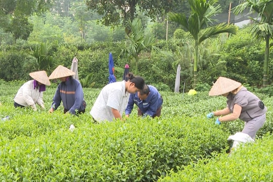Khuyến công mở hướng đi mới cho ngành chè Thái Nguyên