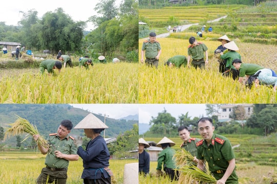 Tuyên Quang: Lực lượng Công an cơ sở giúp dân thu hoạch nông sản, chủ động phòng ngừa thiên tai