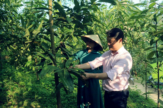 Bài cuối: Vốn nhỏ tạo "rừng lớn"