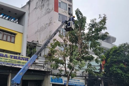 TP. Hồ Chí Minh: Bảo đảm an toàn cây xanh mùa mưa bão