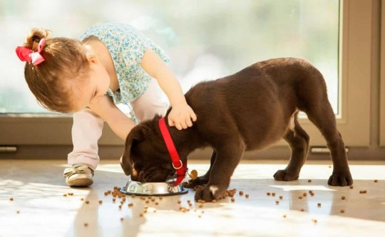 Thường xuyên chơi với thú cưng, bé gái bị bọ chét ký sinh trong tai