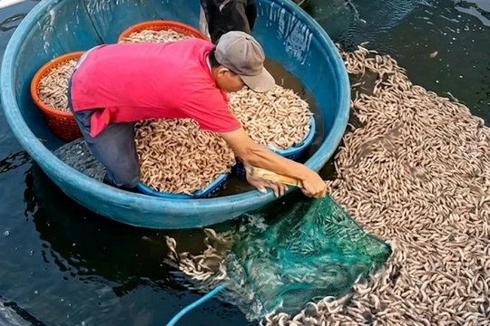 Quảng Trị: Mất an toàn từ vùng nuôi tôm trên cát ven biển
