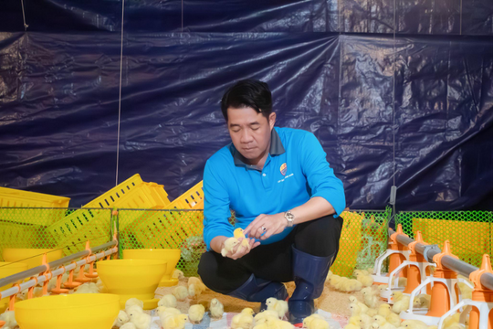 Vận hành tổ hợp gà thịt ứng dụng công nghệ Châu Âu tại Tây Ninh