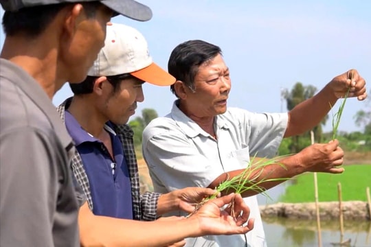 Từ vùng đất phèn đến mùa vàng 7 tấn lúa/ha