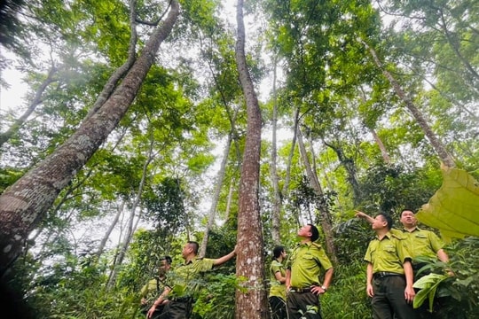 Thái Nguyên: Ứng dụng công nghệ số giữ màu xanh cho rừng