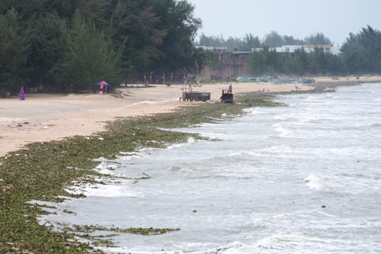 TP. Hồ Chí Minh: Xử lý lục bình, rác đại dương trôi dạt gây mất mỹ quan bãi biển