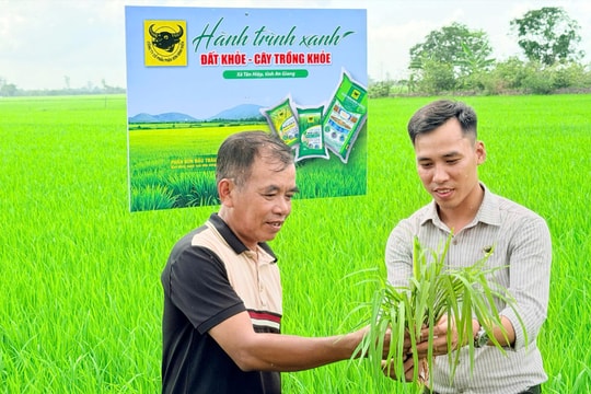 Lo từ gốc để cây lúa khỏe hơn
