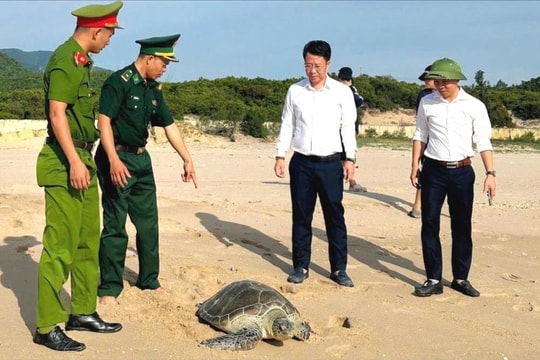 Ngư dân Hà Tĩnh tự nguyện giao nộp, thả rùa biển quý hiếm nặng 40kg về đại dương