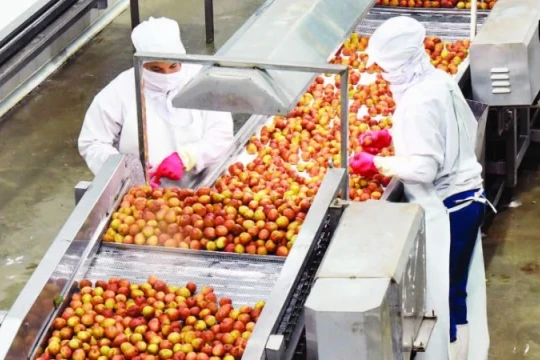Xây dựng hệ sinh thái xuất khẩu nông sản vào Trung Quốc