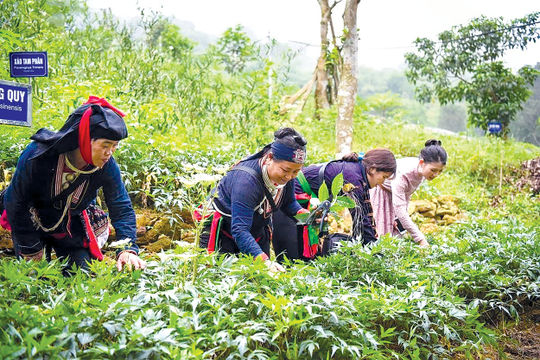 Ứng dụng công nghệ sản xuất theo chuỗi giá trị