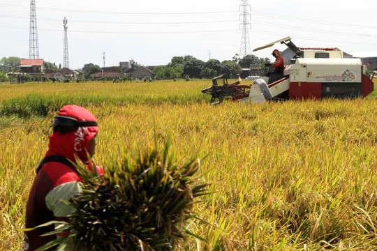 Indonesia eyes global markets for transmigration products
