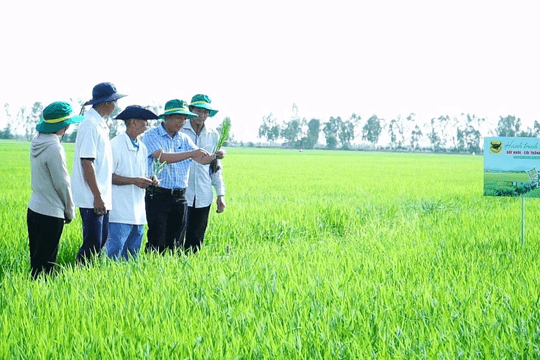 Bước ngoặt thay đổi của người nông dân trên vùng đất nhiễm phèn nặng