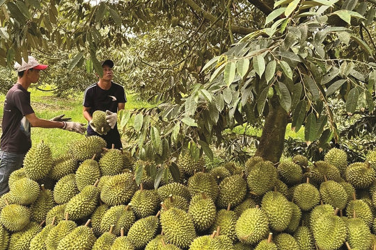 37 cơ sở kiểm nghiệm đạt chuẩn GACC, bảo đảm yêu cầu xuất khẩu nông sản