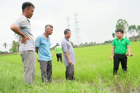 Đất hồi sinh, lúa ắt khỏe mạnh