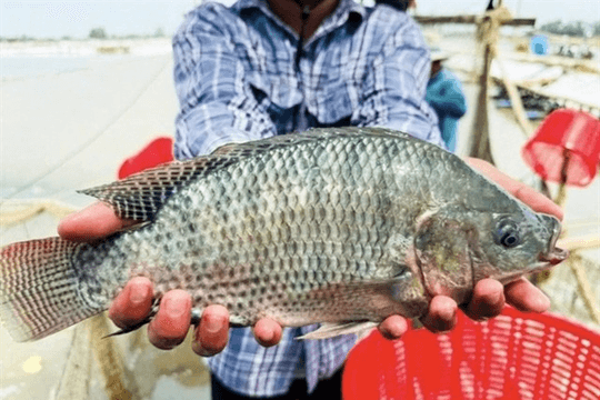 Brazil spends nearly 35 million USD on Vietnamese tilapia, imports surge 289-fold