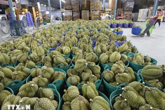 Durian exports recover despite mounting price pressure