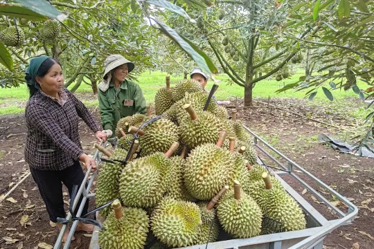 Sầu riêng tươi của Việt Nam chính thức vào thị trường Ấn Độ