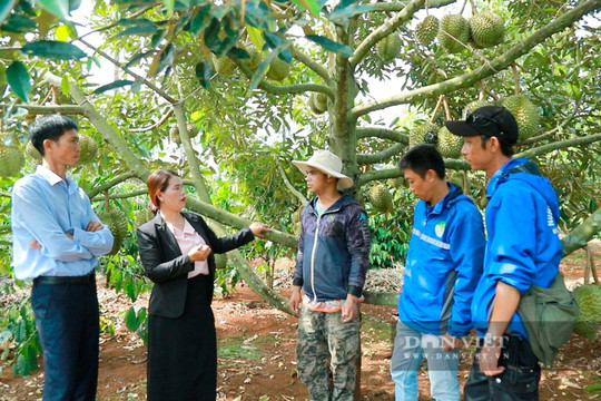 Xin mã số vùng trồng chỉ cần một loại giấy tờ