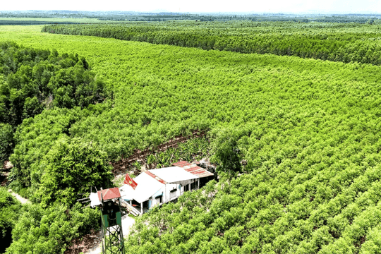 Chuyển hóa giá trị sinh thái của rừng thành nguồn lực kinh tế quan trọng