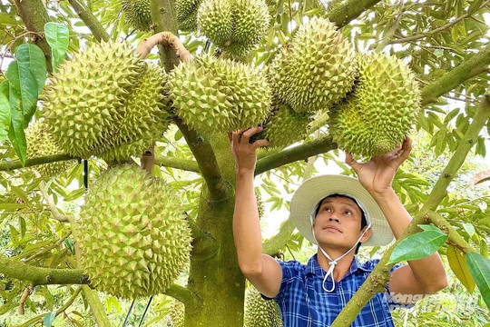 7 tháng, xuất khẩu nông lâm thủy sản đạt gần 43 tỷ USD