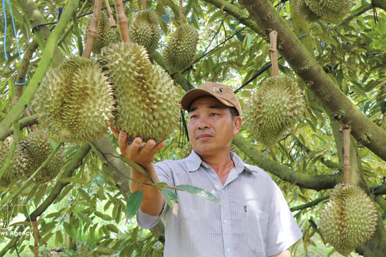 Vietnam's durian exports set sights on new record
