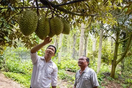 Trung Quốc công nhận 50 phòng kiểm nghiệm xuất khẩu sầu riêng, mít của Việt Nam