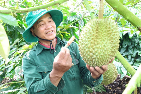 Triển khai "Chiến dịch 30 ngày đêm", Đắk Lắk huy động tổng lực cấp mã số vùng trồng