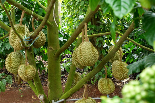 Gỡ điều kiện kinh doanh để nông sản bứt phá: Kỳ vọng từ nghị trường