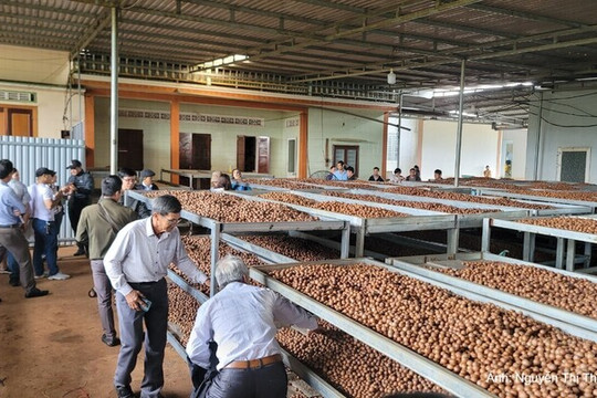 Đắk Lắk dành 1,6 tỷ đồng hỗ trợ đổi mới công nghệ chế biến nông sản