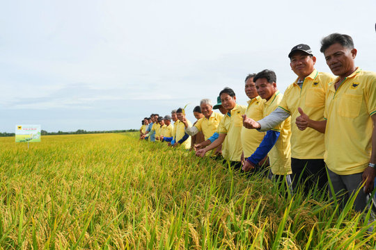 Nâng pH đất phèn- chìa khóa hạ giá thành lúa hè thu ở Tứ giác Long Xuyên